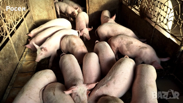 Продавам малки прасенца , снимка 2 - Прасета - 52707091