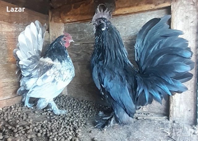 Продавам ги, снимка 2 - други­ - 52954837