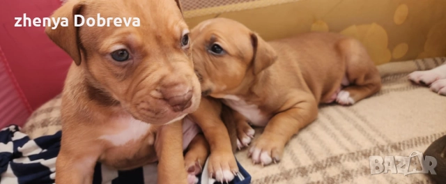 Американски питбул 