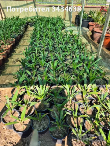 Продавам Студоустойчиви палми Трахикарпус., снимка 2 - Градински цветя и растения - 50184438