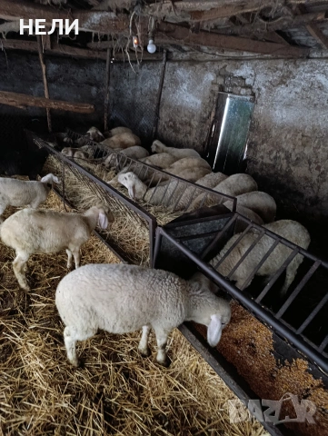 продавам агнета xxxxx xxx xxxx xxxxxxxxxxxxx , снимка 2 - Овце - 53971951