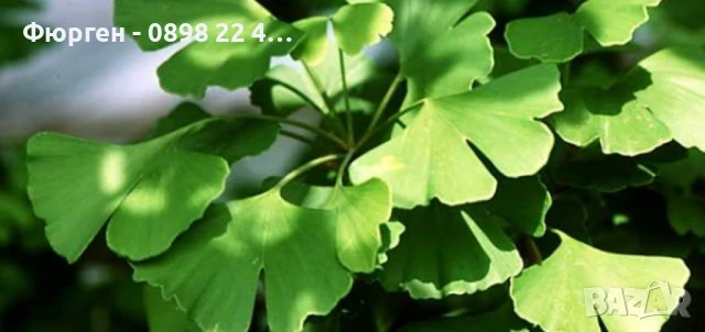 Гинко билоба