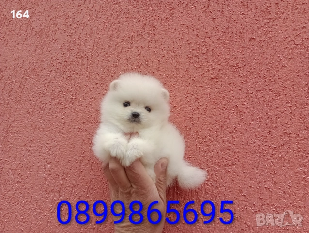 Мъжки мини Померан. Реални снимки !!!, снимка 3 - Померан - 54362858