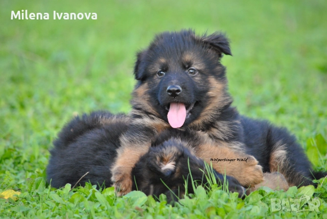 Мъжки немски овчарки с ДЪЛЪГ косъм 