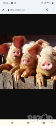 Домашно отглеждани прасета 