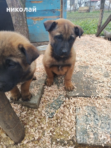 Малки кученца белгийска овчарка , снимка 5 - Белгийска овчарка - 52975832