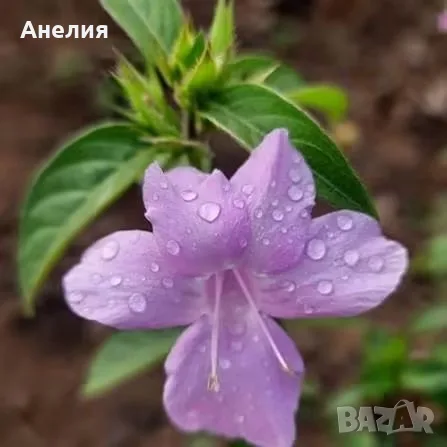 Барлерия Филипинска виолетка , снимка 2 - Стайни растения - 56484521