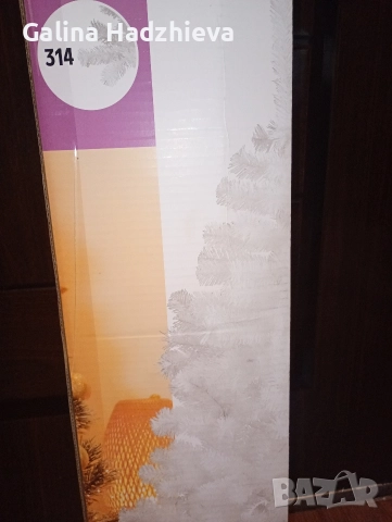 Коледна елха бяла