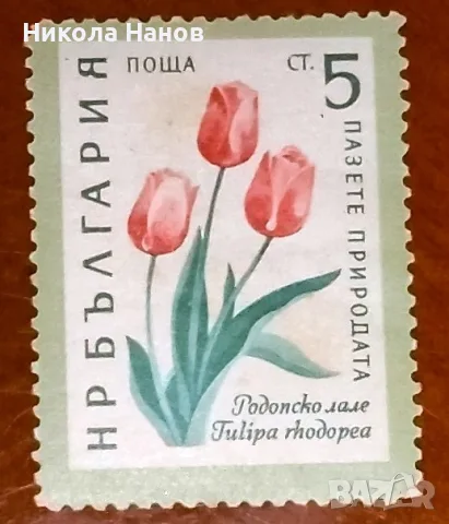 Български пощенски марки с цветя. Серия "Пазете природата". 1960 г., снимка 3 - Филателия - 55865910