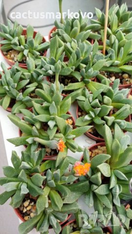 aloinopsis orpenii, снимка 1 - Стайни растения - 37245050