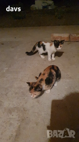 Малки котета – различни шарки, снимка 10 - Други - 51939189