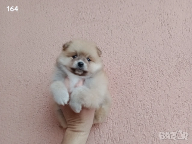 Мъжки Померан. Реални снимки от 29.03.26 г., снимка 4 - Померан - 54012946