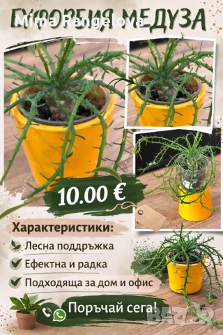 Еуфорбия главата на медуза 