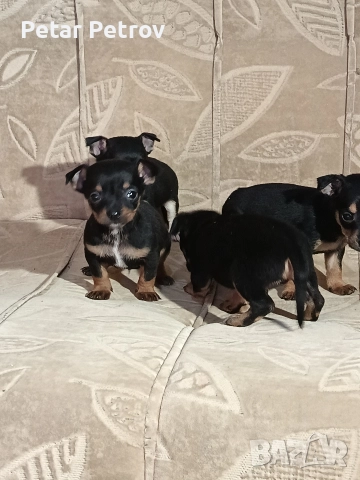 Пинчер мини , снимка 6 - Пинчер - 52934252