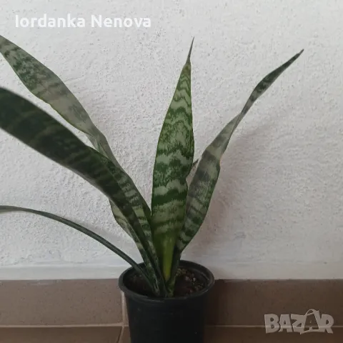 Сансевиера