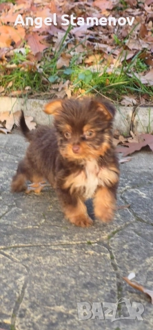 Йорки биро и шоко бивер супер мини размер момиченца!Доставка!, снимка 12 - Йоркширски териер - 52553248