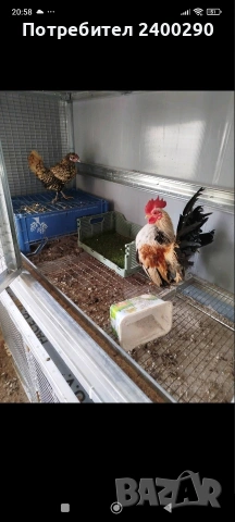 Декоративни птици , снимка 2 - Кокошки и пуйки - 53294330