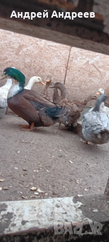 Продавам, снимка 1