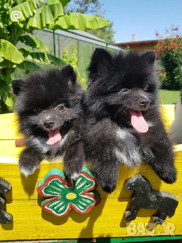 Померан померанчета Гр. София, снимка 1
