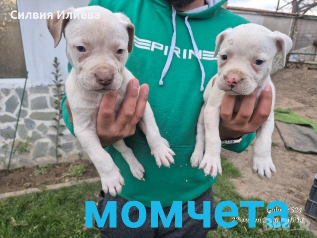 Малки бебета питбули