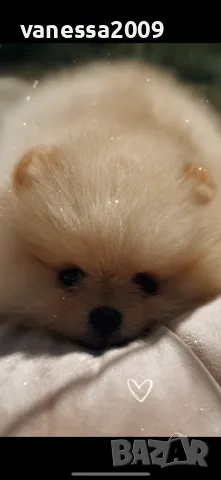 Продавам померани, снимка 11 - Померан - 33241409