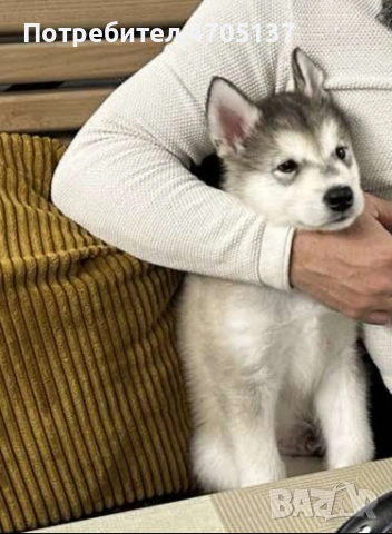 Прекрасен малък Аляски маламут търси своето семейство., снимка 4 - Хъски - 53056210