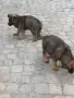 Малки немски овчарки!, снимка 9