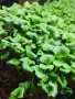 Микрорастения в наличност и по поръчка. Бургас., снимка 6