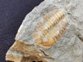 Фосил на Ordovician Fezouata - Палеозойска ера, снимка 4