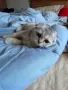 Шотландски котета , снимка 9
