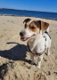 Джак Ръсел териер Търся женски за разплод , снимка 2