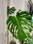 Монстера Делициоза, снимка 4