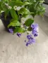Дуранта цъфнала красота , снимка 2