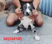 Pitbul-Питбул-Pitbul, снимка 1