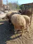 Продавам коза и овце, снимка 3