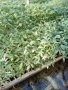 Разсади домати,пипер,краставици,тиквички,марули,патладжан,дини,пъпеши и др, снимка 7