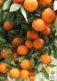 Мандарина Клементина, снимка 1