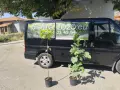 Смокиня Мичуринска-10, снимка 3