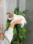 Джак ръсел териер, снимка 2