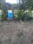 пчелни семейства ДБ, снимка 4