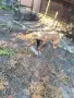 Белгийска овчарка малиноа , снимка 5