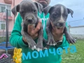 Малки бебета питбули, снимка 7