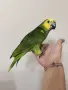 Ръчно хранена Синьочела Амазона, снимка 3