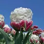 Сладоледено лале (Ice Cream Tulip), снимка 4