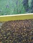 БИО Пчелен прашец от Сакар планина, снимка 6