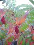 Фиданки Влакнест Шмак - Рустифина (Rhus typhina Dissecta), снимка 1 - Градински цветя и растения - 30338784