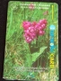 Две фонокарти МОБИКА, БЕТКОМ тема ЦВЕТЯ ОРХИДЕИ за КОЛЕКЦИЯ ДЕКОРАЦИЯ 38849, снимка 3