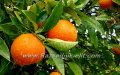 Цитруси, Лимон,Портокал,Мандарина, снимка 1 - Градински цветя и растения - 38282369