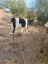 Женско теленце., снимка 2