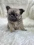 Чихуахуа момиченце, снимка 12